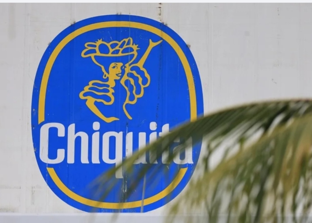 Chiquita realiza la primera cosecha de banano tras reactivar su operación en Panamá 