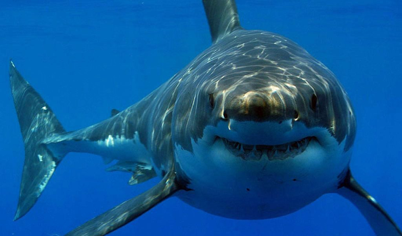 Panamá prohíbe la exportación comercial de especies de tiburones y rayas amenazadas 