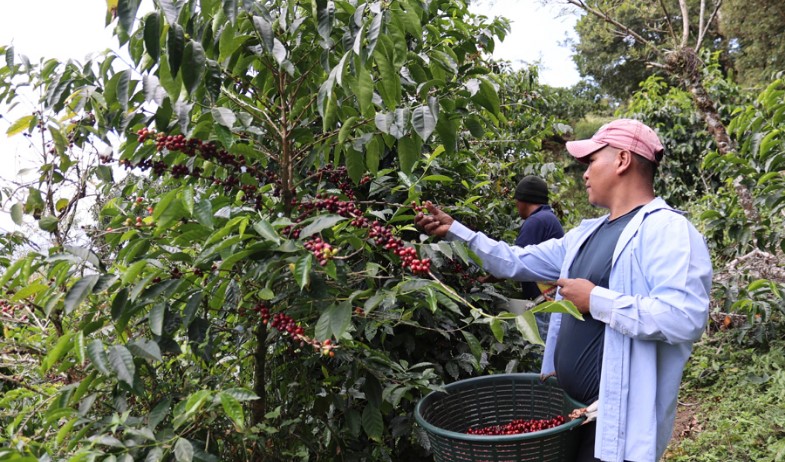 Las manos indígenas que impulsan el café panameño: tradición y una oportunidad de vida 