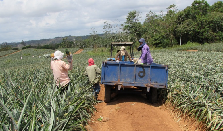 Piñeros piden alternativas ante restricción de plaguicidas orgánicos 