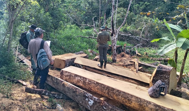 Detectan tala ilegal en reserva forestal de Panamá Oeste 
