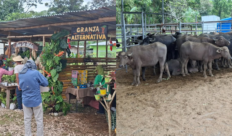 Coclesito celebra la IV Feria Nacional del Búfalo  