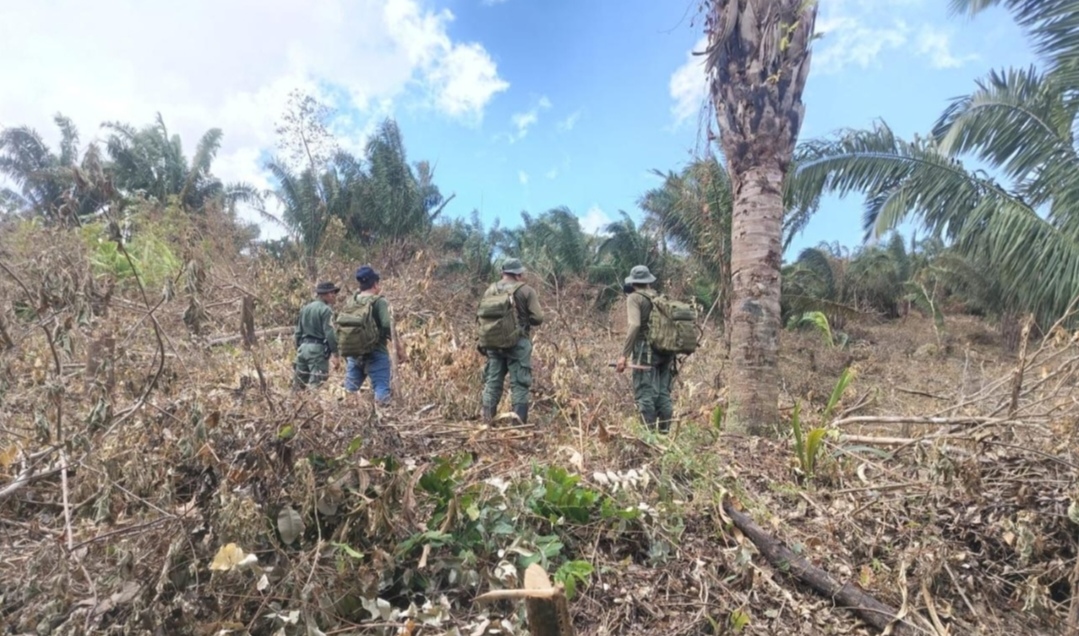 Hombre es sorprendido con motosierra y combustible en área protegida del Parque Nacional Camino de Cruces 