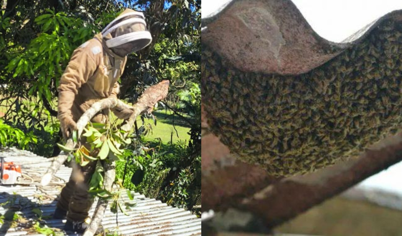 Crece presencia de abejas africanizadas en zonas residenciales 