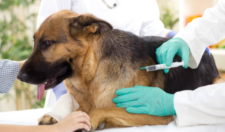 Minsa: moquillo en perros no se transmite a las personas  