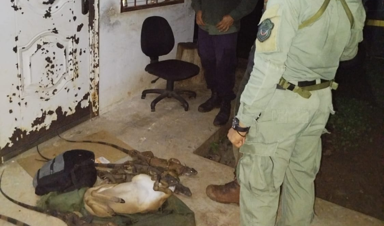 Caza ilegal en área protegida termina con un aprehendido y animales decomisados 