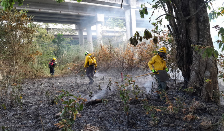 Incendios de masa vegetal se disparan en Panamá 