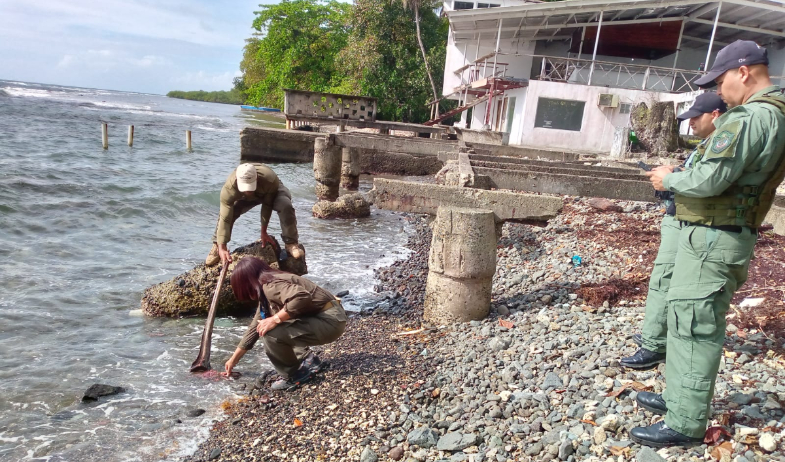 Sorprenden a sujetos comercializando especies marinas en Portobelo 