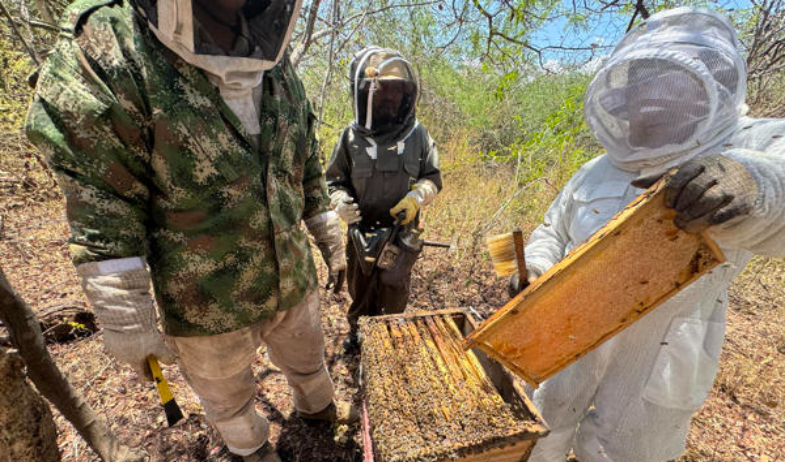 Recolectan la primera cosecha de 'miel de manglar' en unos pequeños pueblos de Panamá 
