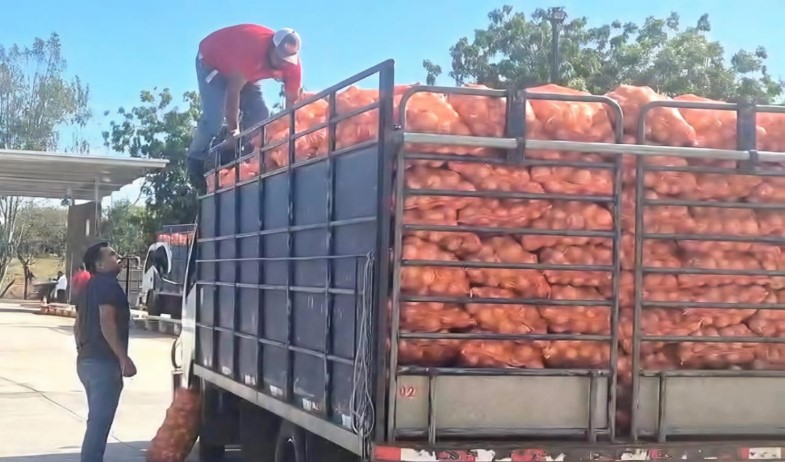 Productores de cebolla en Azuero logran acuerdo para comercializar excedente 