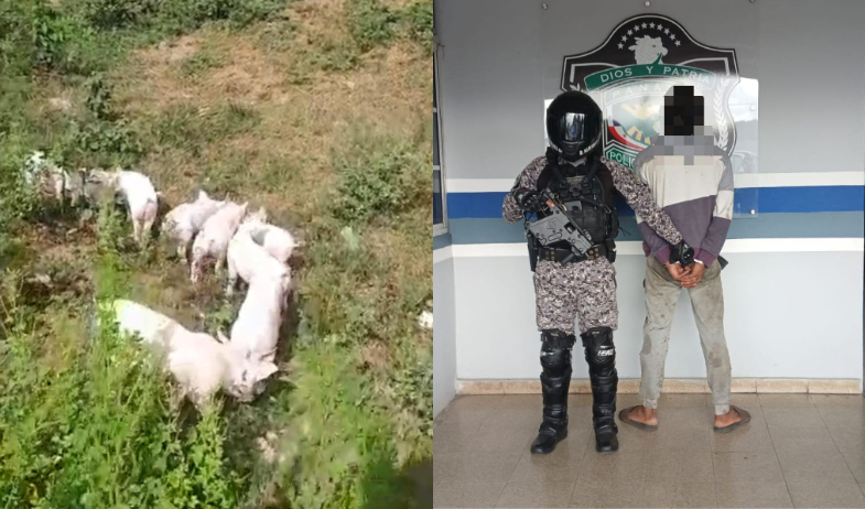 Frustran intento de robo de 14 lechones en Chilibre 