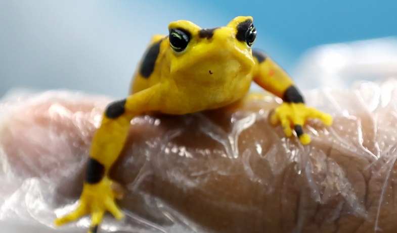 Más cerca del regreso de la casi extinta rana dorada a su hábitat natural en Panamá 