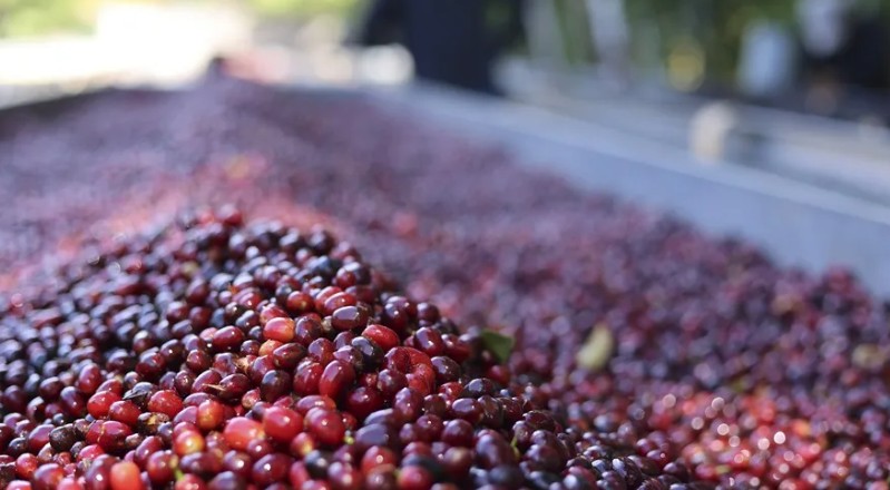 Panamá autoriza importación de 90.000 quintales de café sin tostar ante desabastecimiento 