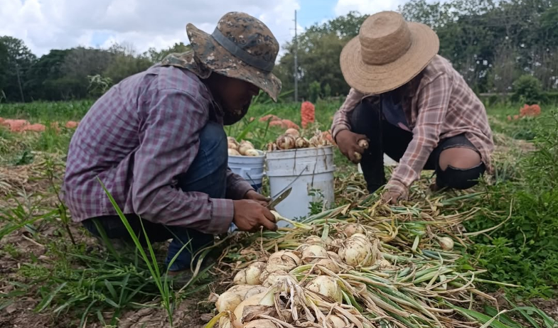 Cebolleros de Coclé buscan salida a sobreproducción ante llegada de lluvias 