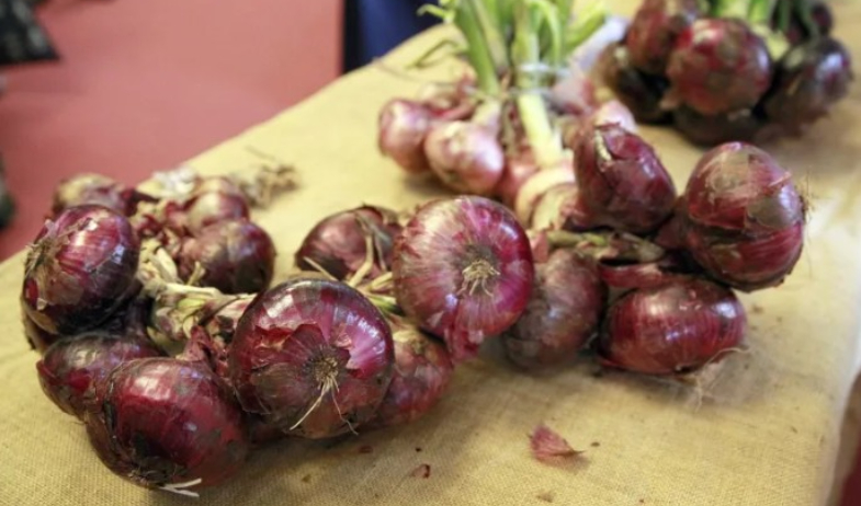 El IMA comprará la producción de cebolla de Natá 