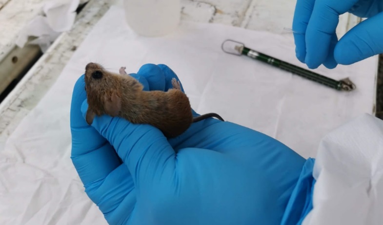 Muere hombre de 42 años por el hantavirus IgM en Herrera 