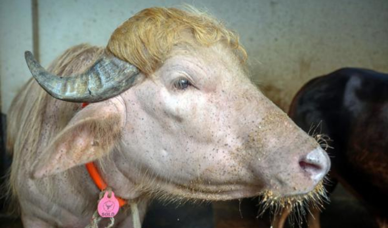 Un búfalo albino parecido a Donald Trump se vuelve una sensación viral en Bangladés 