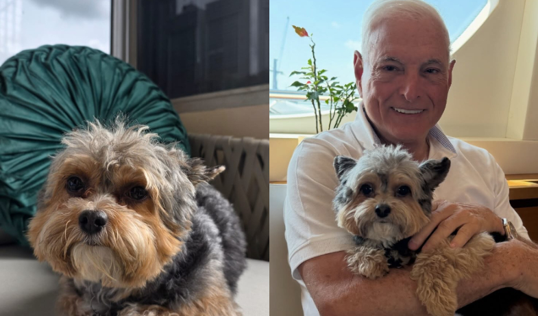 Bruno, el perrito de Ricardo Martinelli falleció tras ser atacado por otro perro 