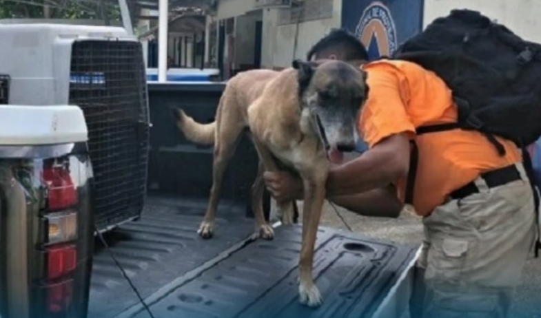 Blade, el héroe de cuatro patas de Los Santos, parte rumbo a Venezuela tras terremotos 