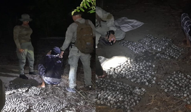 Aprehenden a sujeto por delito ambiental en Isla Cañas tras decomiso de 650 huevos de tortuga 