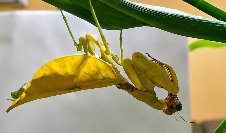 Investigadores de la Universidad de Panamá documentan por primera vez una mantis amarilla en Centroamérica 