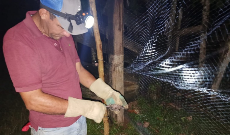 Capturan 241 murciélagos hematófagos en Colón para prevenir la rabia 