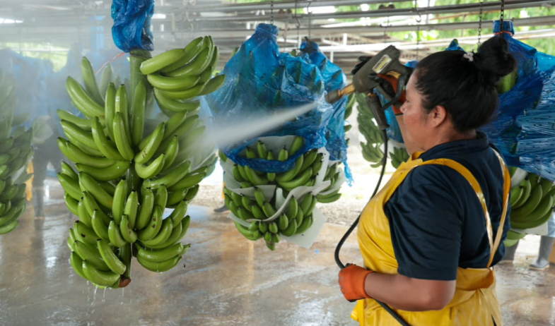 Chiquita acelera su producción y proyecta generar miles de empleos en Bocas del Toro 