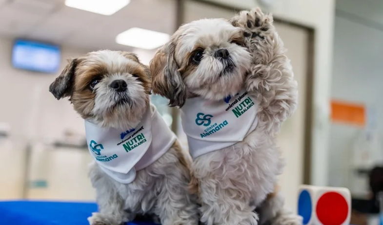 ¡Cuatro patas, grandes resultados! Los 'dogtores' que están revolucionando las terapias en un hospital de Chile 