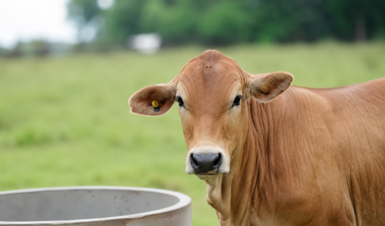 Brote de rabia bovina pone en alerta al sector ganadero de Veraguas 
