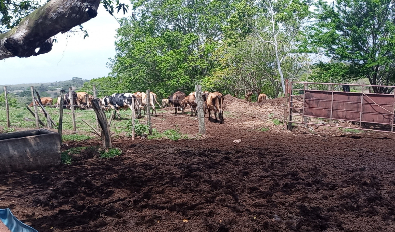 Ganaderos de Panamá Oeste reducen sus hatos ante la amenaza del fenómeno de El Niño 