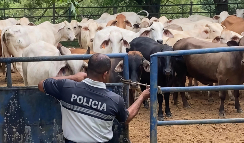 Buscan fortalecer estrategias para frenar el hurto pecuario en Los Santos 