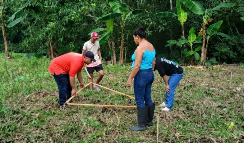 Productores de Nuevo Tonosí apuestan por el cultivo de plátano con la técnica de tres bolillos 