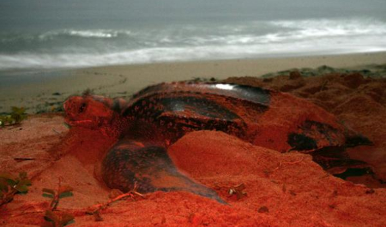 La tortuga marina más grande del mundo vuelve a anidar en Panamá después de casi diez años 