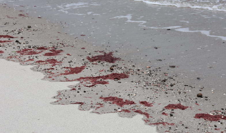 MiAmbiente investiga misteriosa mancha rojiza detectada en las playas Vista Mar y San Carlos 