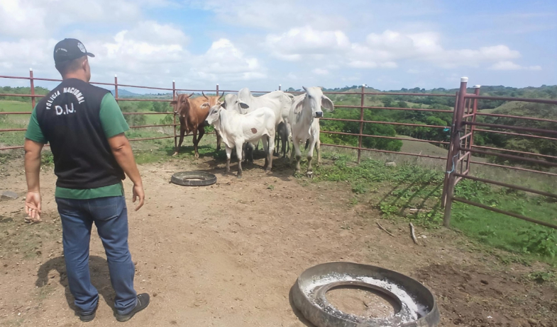 Hurto de ganado, delito bajo la lupa en Azuero 