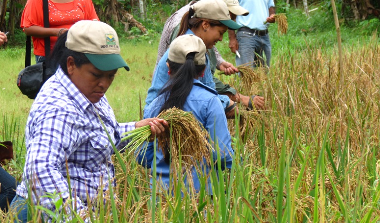Hasta 3 de cada 10 arroces que se venden en Panamá serían de contrabando 