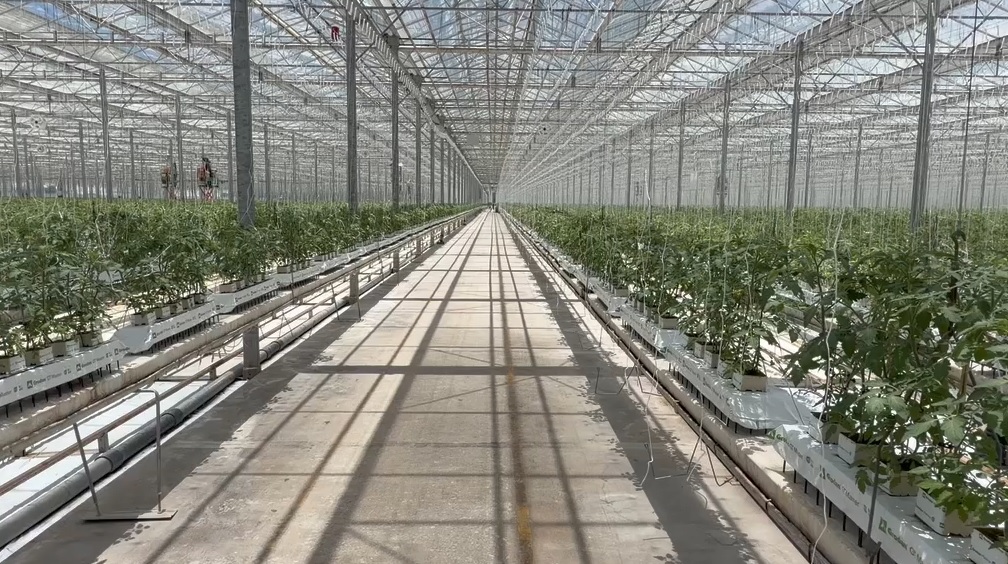 plantas 