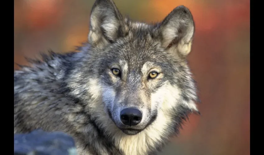 Muchos seres humanos con el pasar de los años por diversos factores desarrollan alguna discapacidad. Foto: Archivo