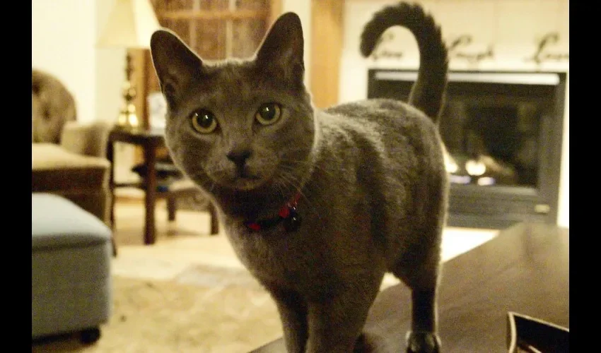 Muchos seres humanos con el pasar de los años por diversos factores desarrollan alguna discapacidad. Foto: Archivo