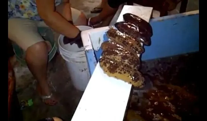 La pesca del pepino marino, una especie apetecida en mercados asiáticos, está prohibida por las autoridades costarricenses. 