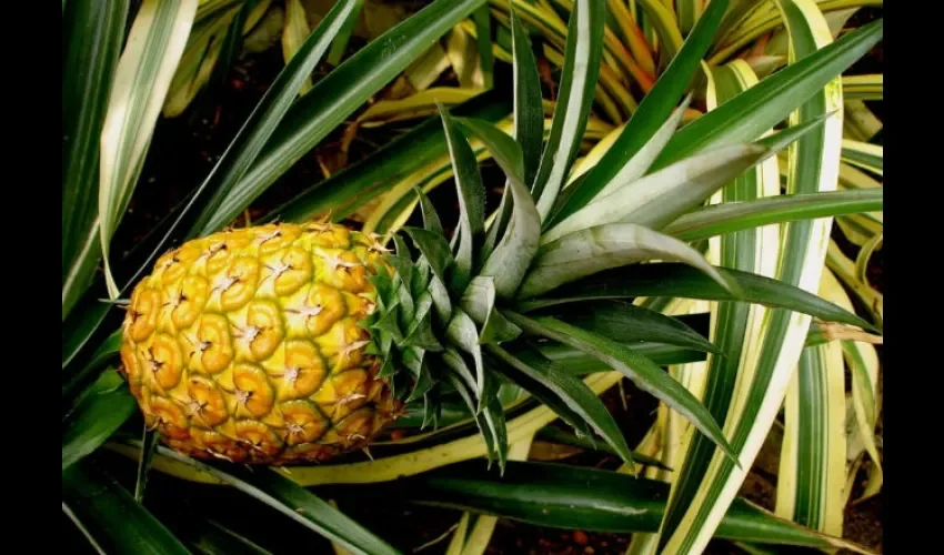 Cultivo de piñas en Panamá