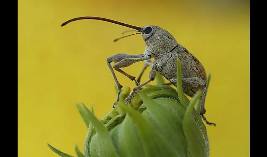 Animales que podrían sufrir cambios.
