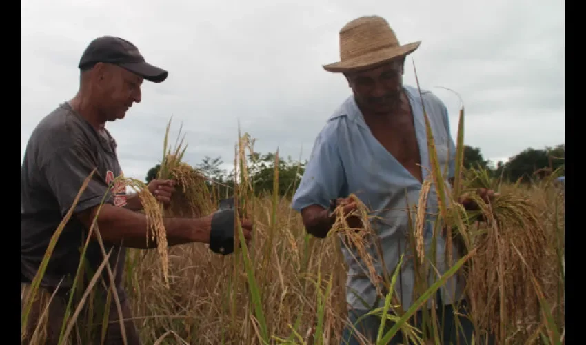 Producción de arroz