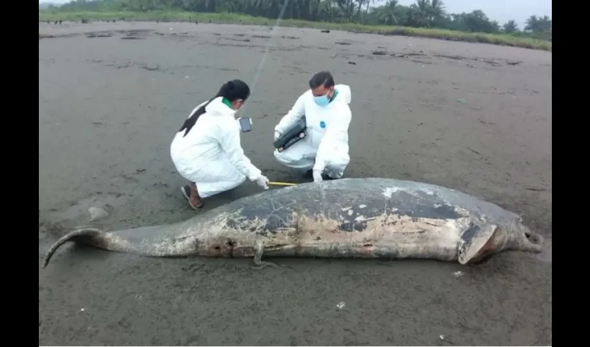 Delfín rescatado por Sinaproc 