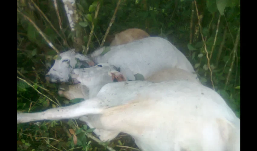 Descarga eléctrica mata once novillos en Boquerón