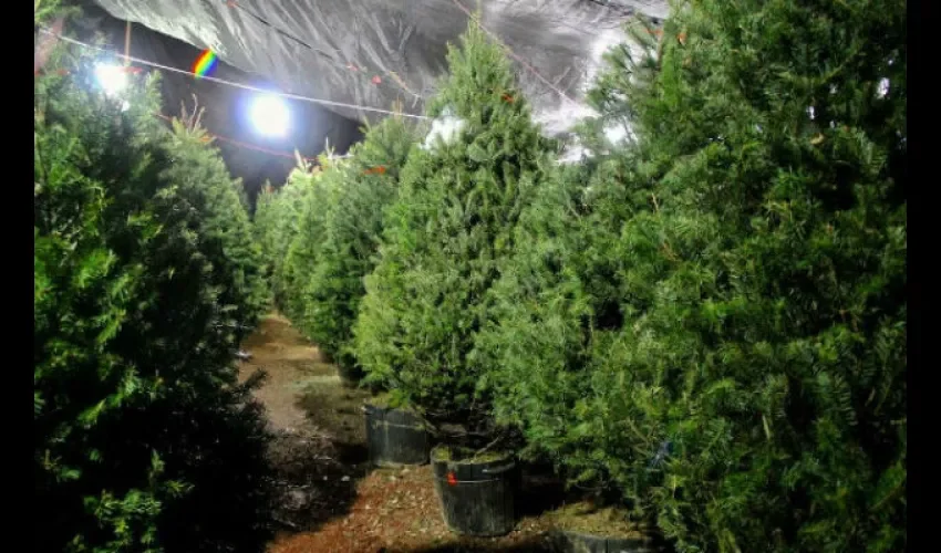 Arbolitos de Navidad