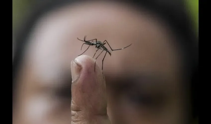 Mosquito