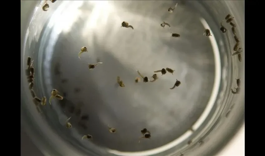 Larvas del mosquito dengue 