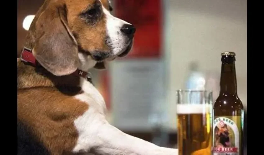 Perros pueden beber Bilbao