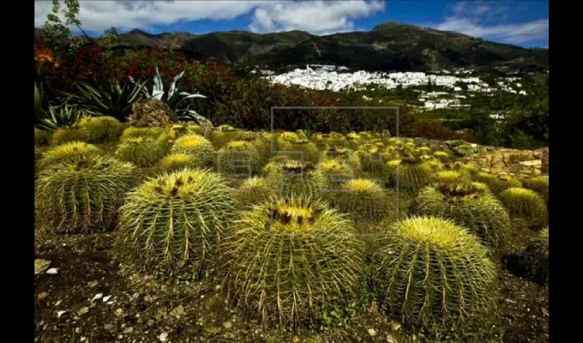 Cactus